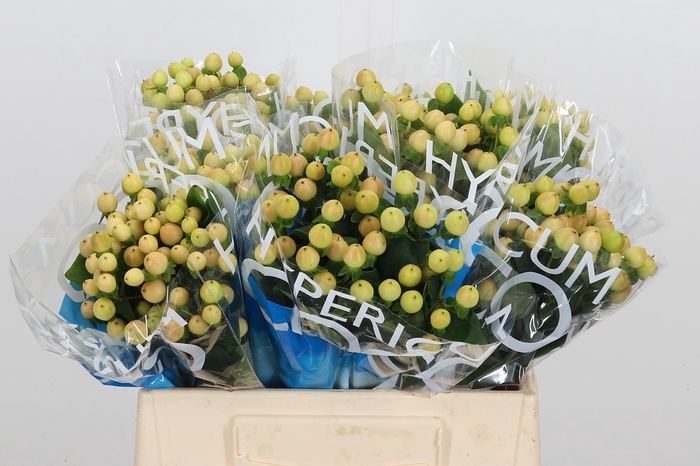 <h4>Hyp Coco Gelato</h4>