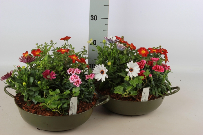 <h4>ARR TUINPLANTEN</h4>