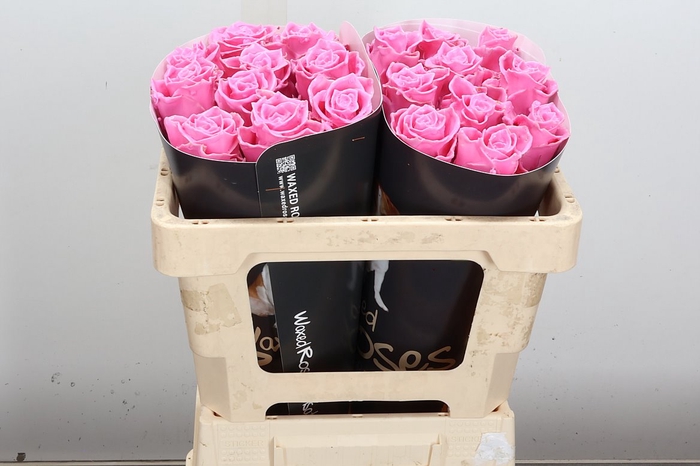 <h4>Wax-Rozen Wax Licht Roze 50cm</h4>