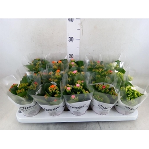 Kalanchoe blos.   ..mix 5