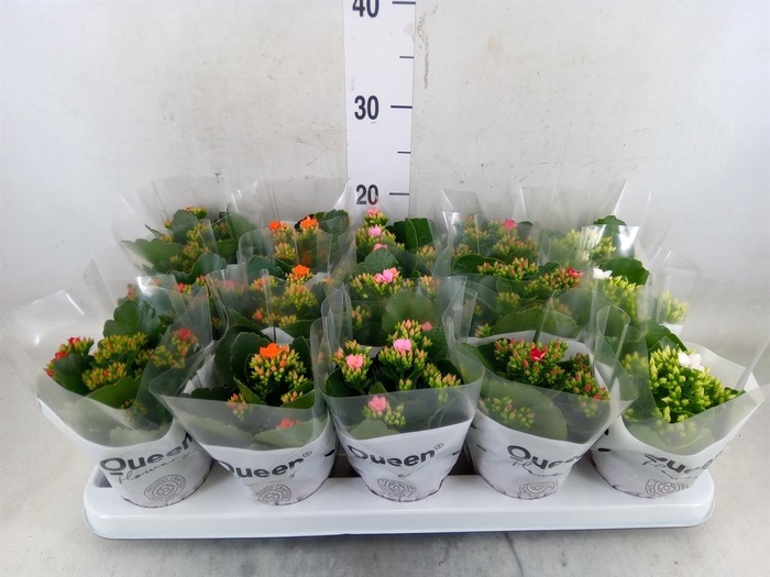 <h4>Kalanchoe blos.   ..mix 5</h4>