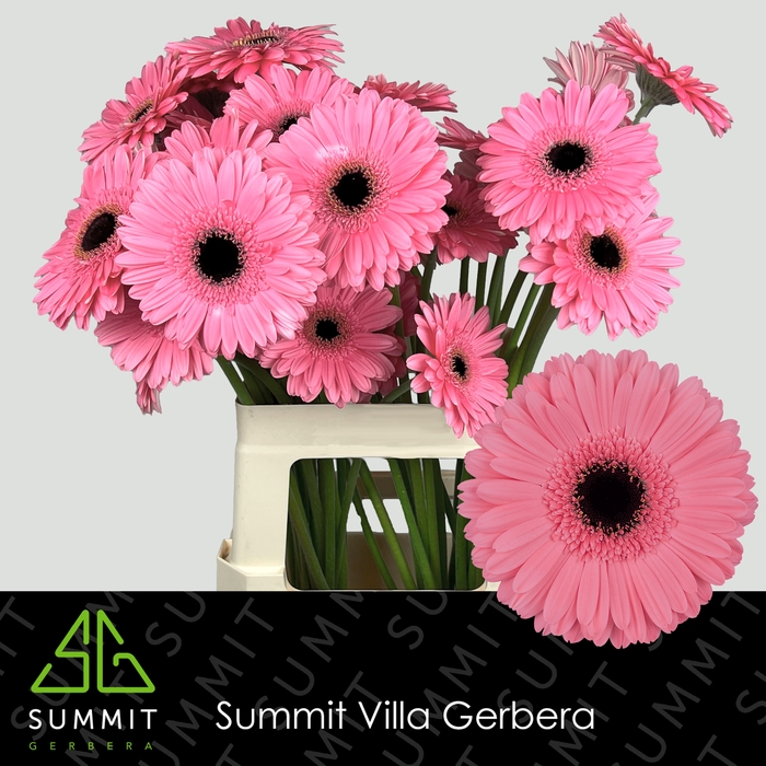 <h4>Gerbera Pre-Intenzz Water x40</h4>