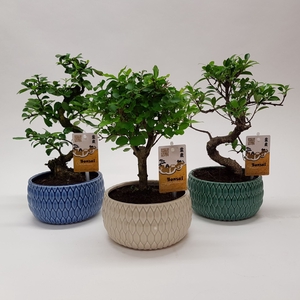 Bonsai gemengd