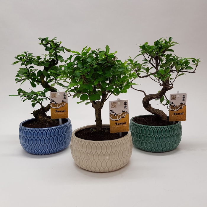 <h4>Bonsai gemengd</h4>