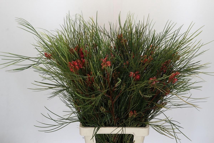 <h4>GREVI JOHNSONII</h4>