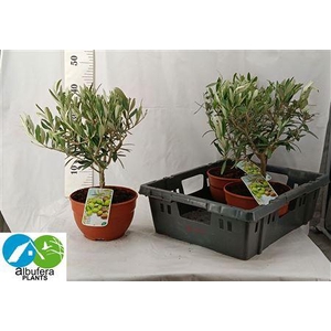 Olea Europaea