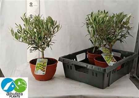 <h4>Olea Europaea</h4>