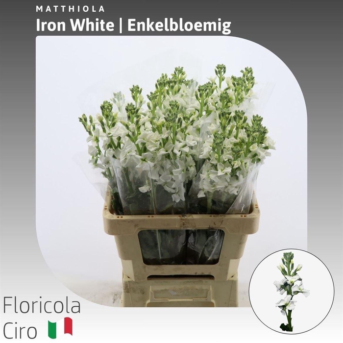 <h4>Matthiola Iron White Enkelbloemig</h4>
