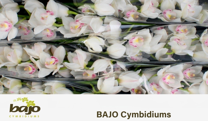 <h4>CYMB T KILIMANJARO</h4>