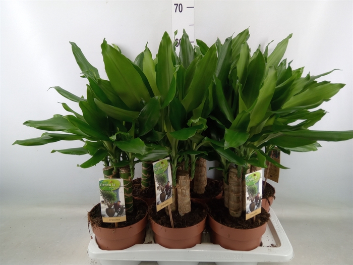 <h4>Dracaena frag. 'Steudneri'</h4>