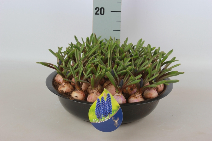 <h4>ARR MUSCARI</h4>