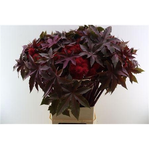 Ricinus communis 'Impala'