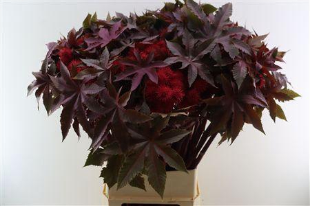 <h4>Ricinus communis 'Impala'</h4>