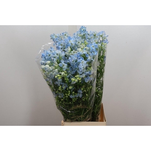 Delph En M Plat Blue