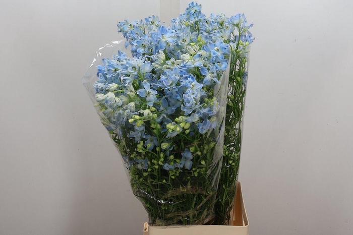 <h4>Delph En M Plat Blue</h4>