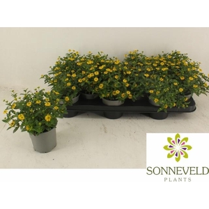 SANV PROCUMBENS