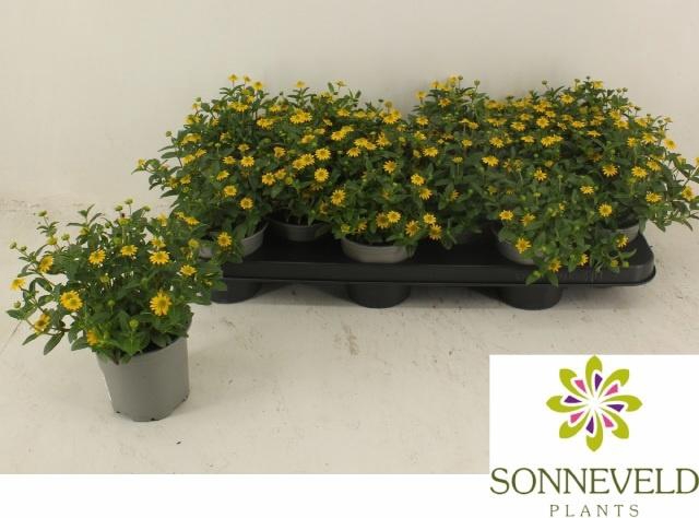 <h4>SANV PROCUMBENS</h4>