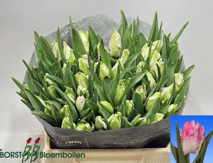 <h4>TU PA CABANNA</h4>