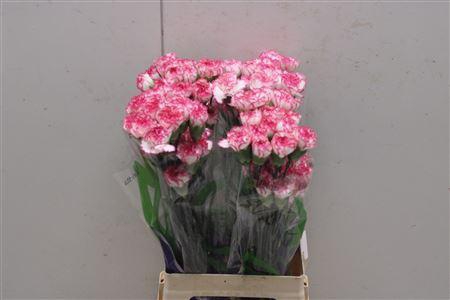 <h4>Di St Komachi</h4>