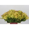 Leucadendron Goldstrike