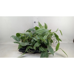 Epipremnum pinn. 'Cebu Blue'