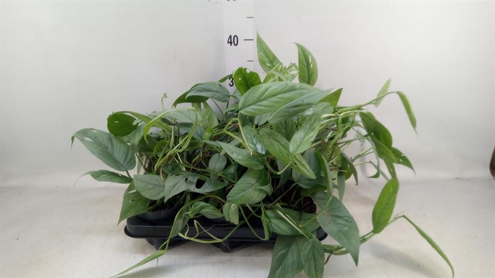 <h4>Epipremnum pinn. 'Cebu Blue'</h4>