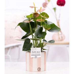 Anthurium pink (Spirit) in P&PURE Eline cer. pink