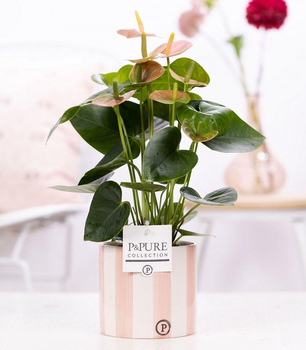 <h4>Anthurium pink (Spirit) in P&PURE Eline 2 cer. pink</h4>
