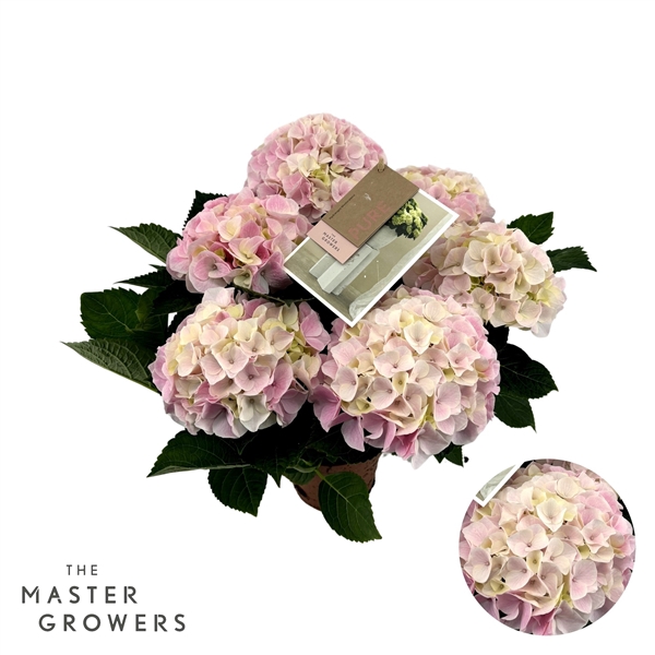 <h4>Hydrangea Macrophylla Hi Diamond Roze 5+ Flowers</h4>
