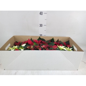 Euphorbia pulc.   ...mix