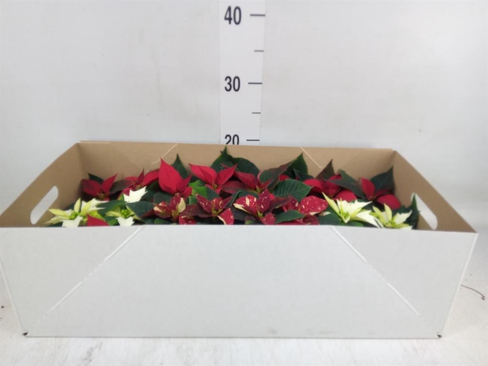 <h4>Euphorbia pulc. ...mix</h4>