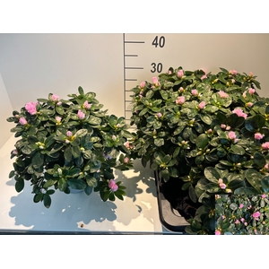 RHODO SI TERRA NOVA