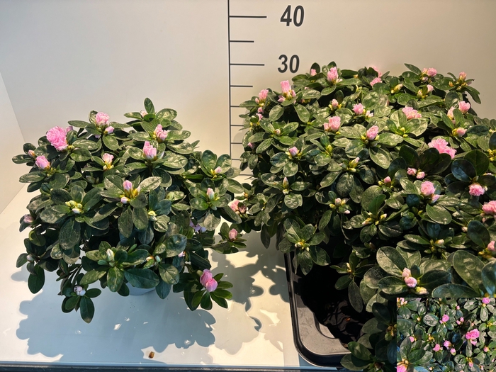 <h4>RHODO SI TERRA NOVA</h4>