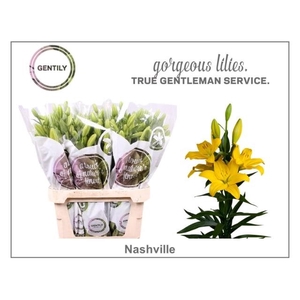 Li La Nashville