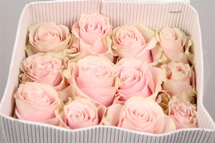 <h4>R Gr Pink Mondial</h4>