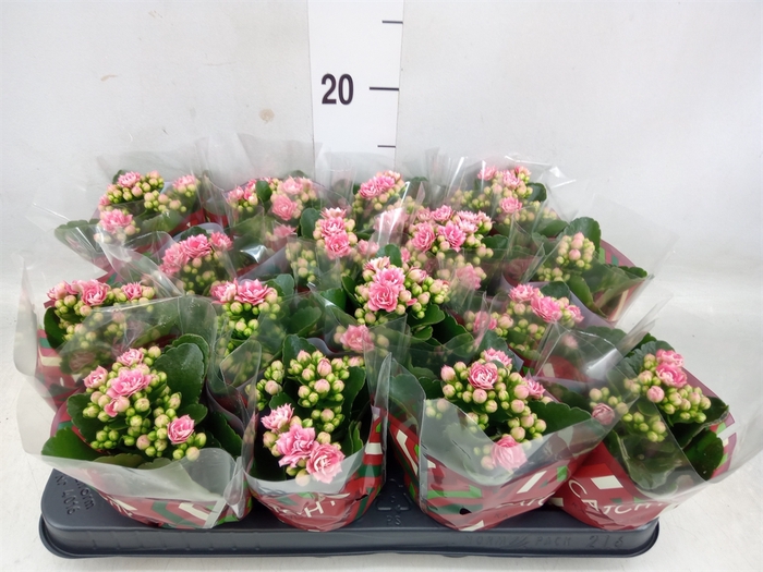 <h4>Kalanchoe blos. 'Calandiva Weaver'</h4>