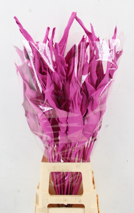 <h4>DROOGBL BEWERKT H%</h4>