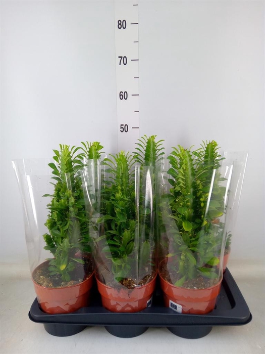 <h4>Euphorbia trigona</h4>