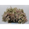 Chamelaucium Morning Delight