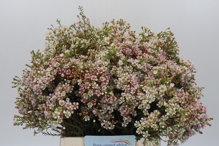 <h4>Chamelaucium Morning Delight</h4>