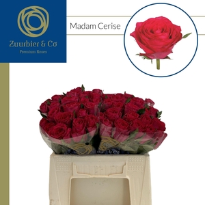R GR Madam Cerise 35