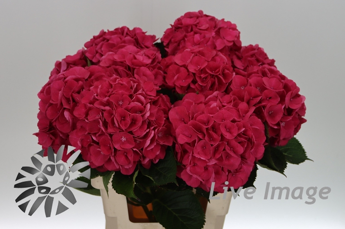 <h4>Hydrangea royal opera</h4>