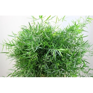 Asparagus Falcatus 80