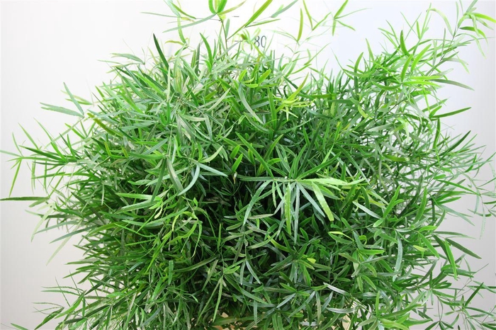 <h4>Asparagus Falcatus 80</h4>