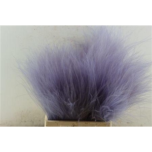 Dried Stypha Lavender(10 Toef) Bunch