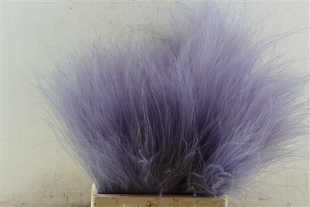 <h4>Dried Stypha Lavender(10 Toef) Bunch</h4>