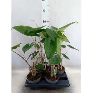 Alocasia zebrina