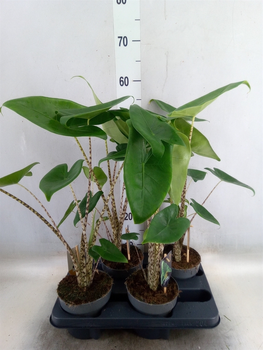 <h4>Alocasia zebrina</h4>