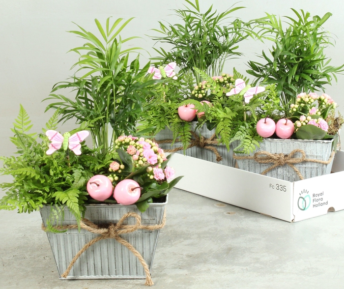 <h4>ARR KAMERPL</h4>