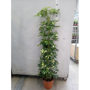 Schefflera arbor. 'Gold Capella'